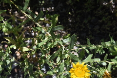 Grindelia squarrosa quasiperennis