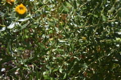 Grindelia squarrosa quasiperennis