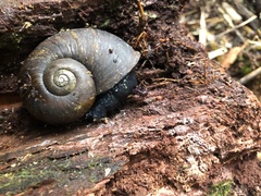 Macrocyclis peruvianus