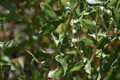 Grindelia squarrosa quasiperennis
