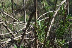 Baccharis punctulata