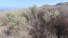 Atriplex canescens
