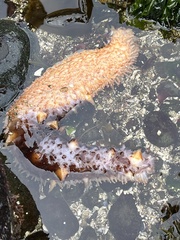 Apostichopus californicus