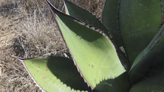 Agave shawii