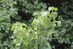 Prunus ilicifolia