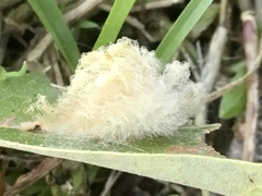 Callirhytis infuscata