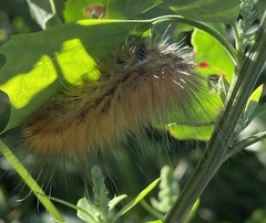 Spilosoma virginica