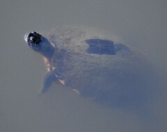 Pseudemys concinna concinna