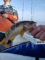 Sebastes serranoides