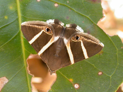 Grammodes oculicola