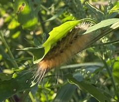 Spilosoma virginica