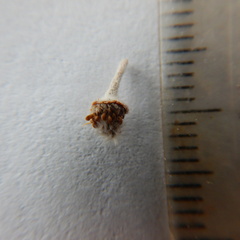 Potentilla vulcanicola