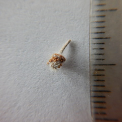 Potentilla vulcanicola