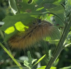 Spilosoma virginica