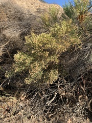 Baccharis sergiloides