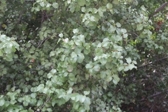 Prunus ilicifolia