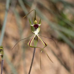 Caladenia tentaculata