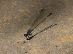 Argia lugens