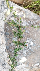 Dillwynia phylicoides