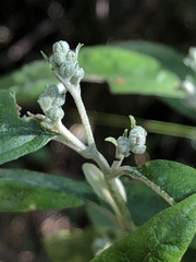 Olearia lirata
