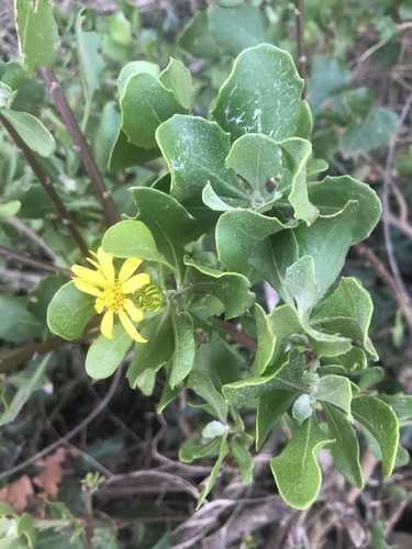 Osteospermum moniliferum subsp. rotundatum image