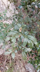 Alectryon tomentosus