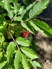 Sorbus scopulina