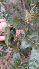 Alectryon tomentosus