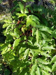 Sorbus scopulina