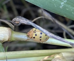 Epilachna varivestis