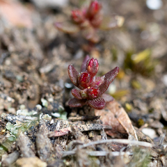 Crassula closiana