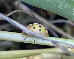 Epilachna varivestis