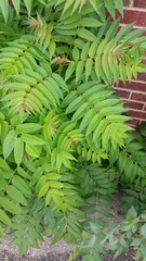 Ailanthus altissima
