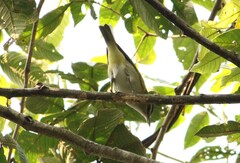 Vireo chivi
