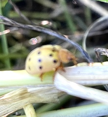 Epilachna varivestis