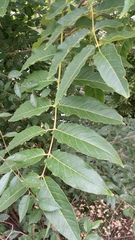 Ailanthus altissima
