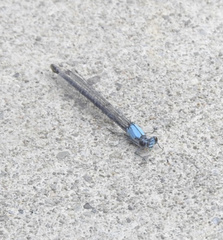Argia apicalis