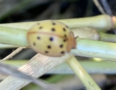 Epilachna varivestis