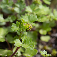 Hydrocotyle callicarpa
