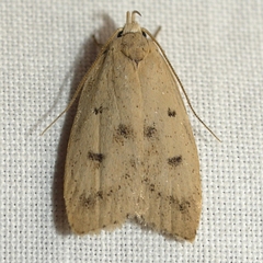 Machimia tentoriferella