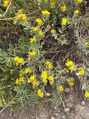 Heterotheca hirsutissima
