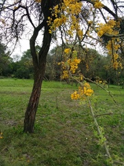 Geoffroea decorticans