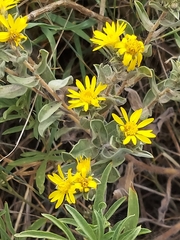 Heterotheca hirsutissima