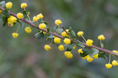 Acacia acinacea