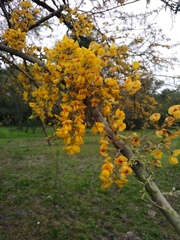 Geoffroea decorticans