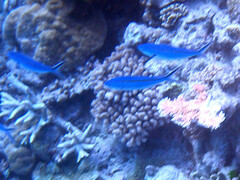 Caesio caerulaurea