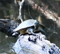 Pseudemys concinna concinna