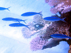 Caesio caerulaurea