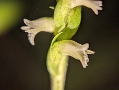 Spiranthes ovalis erostellata