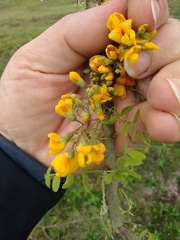 Geoffroea decorticans